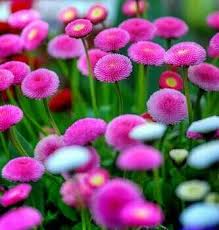Prices are subject to change. Jual Benih Bunga Pink English Daisy Bunga Tahan Panas Di Lapak Seeds Supermarket Bukalapak