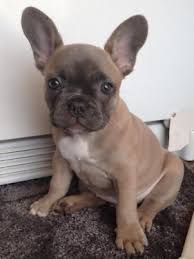 To furnish the french bulldog's appearance is that of an active, intelligent, muscular dog, powerful for its small size. Images Of Newborn Lilac French Bulldogs Dogs Breed French Bulldog Gender Female Age Baby Akc Blue Faw Fawn French Bulldog Bulldog French Bulldog Blue