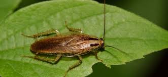 Les vrais dirigeants ne sont pas les chefs d'état, qui se distinguent par leur absence, mais les chefs d'entreprises tentaculaires quasi monopolistiques. Lutter Contre Les Cafards Mon Expert Proprete