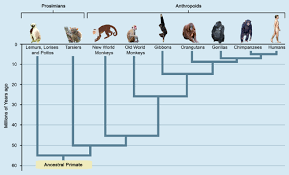 Primate Classification And Evolution Ck 12 Foundation