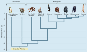 primate classification and evolution ck 12 foundation