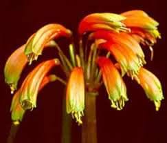 Image result for Clutia robusta