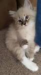 KITTENS FOR SALE - Neva Masquerade cats & kittens