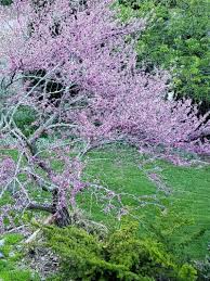 See trees with purple flowers, pink flowers, and white flowers and get basic care essentials and planting tips. Blooms On The Parkway Blue Ridge Parkway