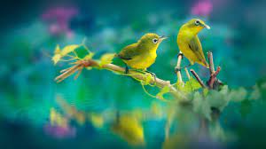 Birds Wallpaper Hd Beautiful Birds Wallpaper