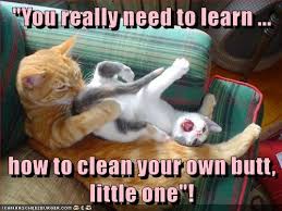 This cat is the world's most hateful cat, she hates everything and is fed up of whole world, learn more about this cat through these funny memes, you'll understand that you don't want to mess. Lolcats Clean Lol At Funny Cat Memes Funny Cat Pictures With Words On Them Lol Cat Memes Funny Cats Funny Cat Pictures With Words On