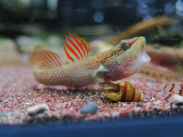 pin by a m b e r 水水on 魚缸 fish pet pets fish