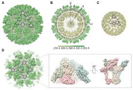 Structural Insights into Alphavirus Assembly Revealed by the Cryo-EM  Structure of Getah Virus