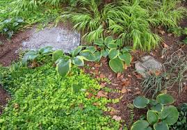 We did not find results for: Gardening 101 Creeping Jenny Gardenista