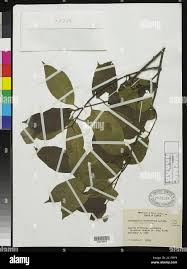 Image result for Strophanthus sarmentosus