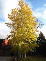 Although in our minds we might associate aspens more closely with the mountains than with prairies, there in our nursery yard collection, you'll find both the straight species of quaking aspen and the nebraska native cultivar prairie gold®. Prairie Gold Aspen