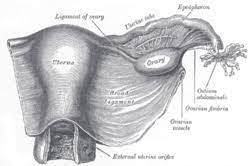 The bony pelvis & gender differences in pelvic anatomy. Broad Ligament Of The Uterus Wikipedia