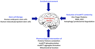 Huntington S Disease Molecular Basis Of Pathology And Status Of Current Therapeutic Approaches Review