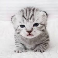 Kitty Kittens Catsofinstagram Cats Of World Cutecats Sevimli Kediler Kediler Ve Yavrulari Yavru Kediler