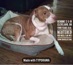 27 Red White Us Lost Dog Registry Ideas Losing A Dog Find Pets Dogs