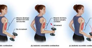 Isometric And Isotonic Contractions There Are Different Types Of Muscle Contraction Such As Isome Eccentric Contraction Types Of Muscles Isometric Contraction