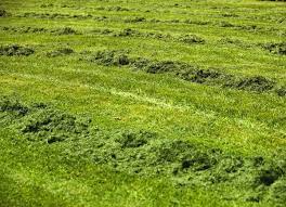 14 Mowing Mistakes Everyone Makes Grass Clippings Mowing Lawn Maintenance