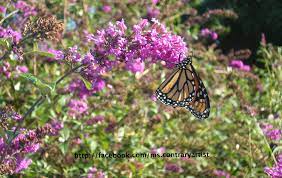 Monarch Butterfly Wallpaper A Monarch Gently Clings To The Drooping Tip Of A Heavy Stemful Of Flowers From A Butterfly Wallpaper Free Wallpaper Butterfly Bush