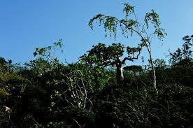 Image result for Eureiandra sp. A