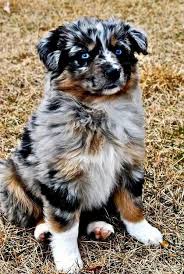 Black And White Spotted Dog With Blue Eyes Pin By Jordanlee802 On Dogs Dogs Dogs And Some Puppies Cute Animals Australian Shepherd Dogs Dogs