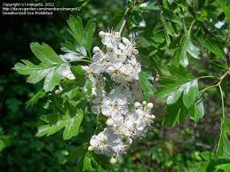 Red oaks tend to have darker bark, and lobed leaves that come to a point; Plant Identification Closed Tree W Oak Like Leaves Profuse White Blooms New England 1 By Mango61