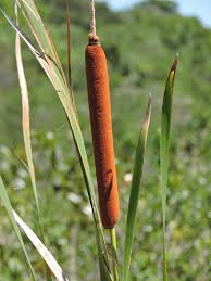 Image result for Typha domingensis