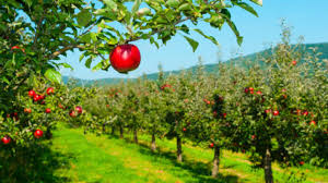 California tropical fruit tree nursery offers landscape architects, contractors, and nurseries in san diego county and the surrounding area,. Why Tree Trimming Is Essential For Healthy Fruit Trees