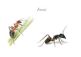 About fourmilière vieil antibes bnbkeys. Fourmis Comment Les Chasser De La Maison