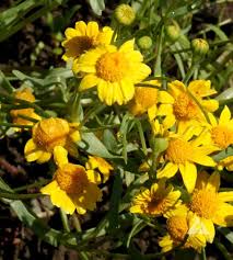 Image result for Landolphia glabra