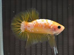Live Betta Fish Yellow Galaxy Hmpk Betta Fish Betta Tropical Freshwater Fish