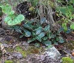 Image result for Alectra picta