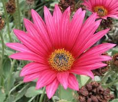 African daisies can make a vibrant addition to your garden, but a warm climate is necessary. Arctotis Acaulis African Daisy Seeds