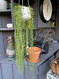 Check spelling or type a new query. String Of Bananas The Ultimate Care Guide Curio Radicans