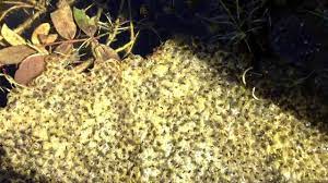 Noch besser ist es natürlich, wenn die anzahl größer ist. Das Laichen Der Fische Tag 1 Youtube