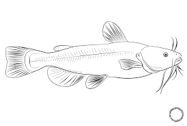 Gambar Mewarnai Ikan Lele Untuk Anak Gambar Anak Warna
