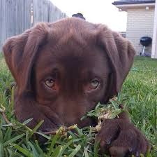 Chocolate Labrador Cute Animals Big Puppies Cute Puppies