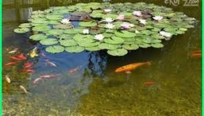 12 Tanaman Yang Cocok Untuk Kolam Ikan Koi Dunia Fauna Hewan Binatang Tumbuhan Di 2020 Kolam Ikan Tanaman Kolam