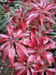 Image result for Pieris japonský obrázek