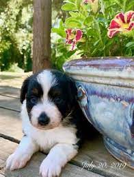 Pin By Pam Rider On Dogs Australian Puppies Australian Shepherd Puppies Dogs For Sale