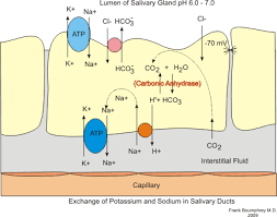 Secretion Of Saliva Modifications Clinical Relevance