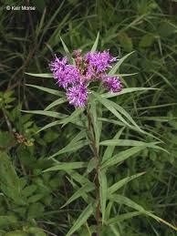 Image result for Vernonia brachycalyx