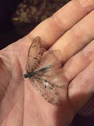 Image result for Isoglossa punctata