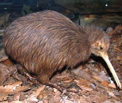 New Zealand Animals New Zealand Kiwi Bird World Birds Beautiful Birds