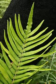 Image result for Blechnum tabulare