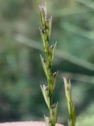 Image result for Leptochloa panicea