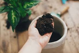 However, because you will have to repot sprinkle cinnamon powder on the houseplant soil to kill the fungus. How To Aerate Soil In Potted Plants Smart Garden Guide