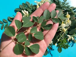 Image result for Moringa oleifera