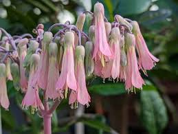 Image result for Kalanchoe daigremontiana