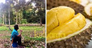 Cara menanam durian dengan tepat sebagai berikut, ini dia cara menentukan bibit durian montong dan memilih buah durian motong yang matang. Nak Jana Pendapatan Lepas Bersara Lelaki Ini Kongsi Cara Tanam Durian Musang King Keluarga