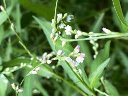 Image result for Persicaria hystricula